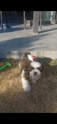 OYUNCU MAX SHİH TZU YAVRUSU OĞLUMUZU SAHİPLENDİRECEĞİZ