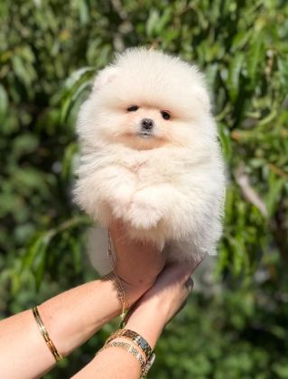 SAĞLIK VE IRK GARANTİLİ POMERANİAN BOO