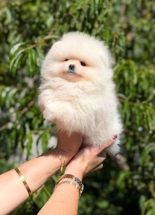 SAĞLIK VE IRK GARANTİLİ POMERANİAN BOO