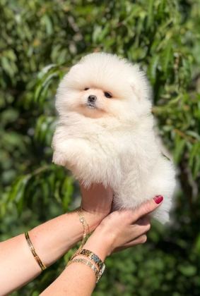 SAĞLIK VE IRK GARANTİLİ POMERANİAN BOO