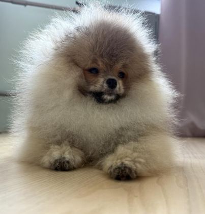 POMERANİAN BOO KÖPEKLERİMİZ