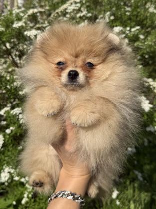 POMERANİAN BOO KÖPEKLERİMİZ