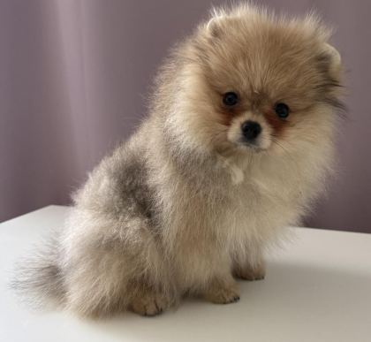 POMERANİAN BOO KÖPEKLERİMİZ
