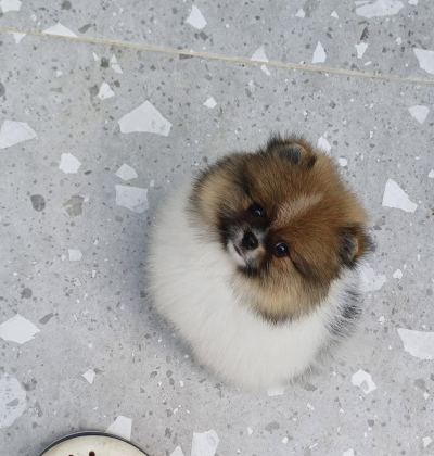 ÜST KALİTELİ GARANTİLİ POMERANİAN BOO DİŞİ