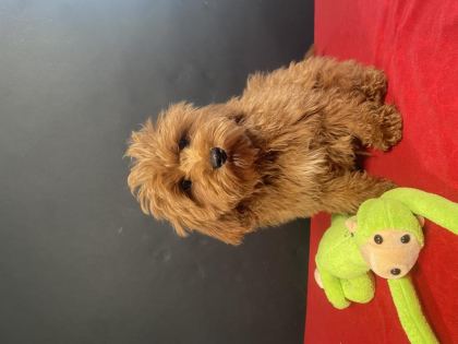 MÜKEMMEL KALİTE MALTIPOO YAVRULARIM