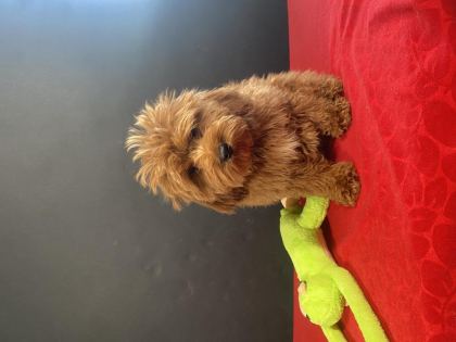 MÜKEMMEL KALİTE MALTIPOO YAVRULARIM