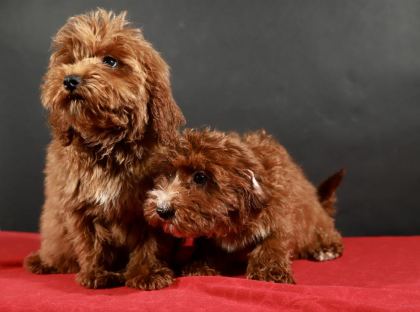 14 ŞUBAT DOĞUMLU MALTİPOO YAVRULARIM