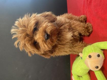 MÜKEMMEL KALİTE MALTIPOO YAVRULARIM