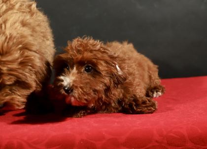 14 ŞUBAT DOĞUMLU MALTİPOO YAVRULARIM