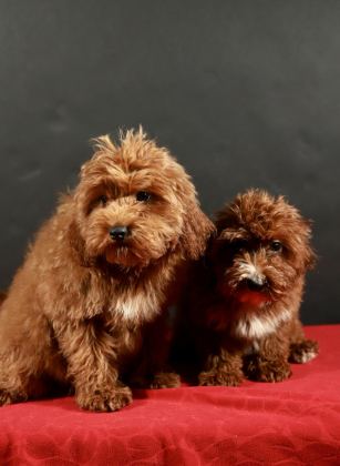 14 ŞUBAT DOĞUMLU MALTİPOO YAVRULARIM