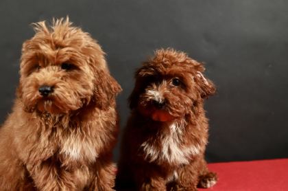 14 ŞUBAT DOĞUMLU MALTİPOO YAVRULARIM