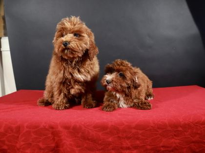 14 ŞUBAT DOĞUMLU MALTİPOO YAVRULARIM