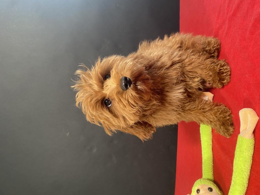 MÜKEMMEL KALİTE MALTIPOO YAVRULARIM