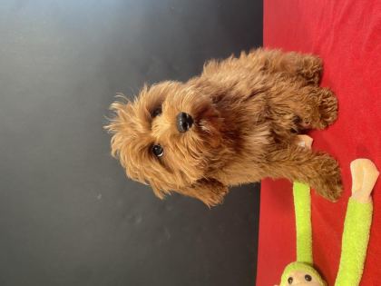 MÜKEMMEL KALİTE MALTIPOO YAVRULARIM