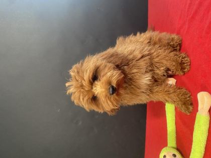 MÜKEMMEL KALİTE MALTIPOO YAVRULARIM