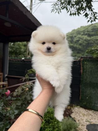 AYI SURAT POMERANİAN BOO