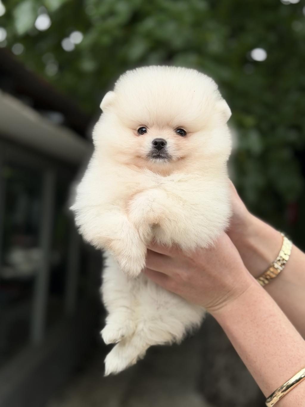 KUSURSUZ KARBEYAZ POMERANİAN BOO