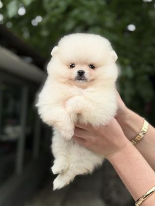 KUSURSUZ KARBEYAZ POMERANİAN BOO