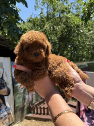KİLOGRAM GARANTİLİ MİCRO TOY POODLE