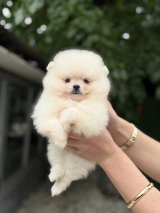 KUSURSUZ KARBEYAZ POMERANİAN BOO