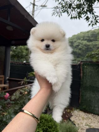 AYI SURAT POMERANİAN BOO