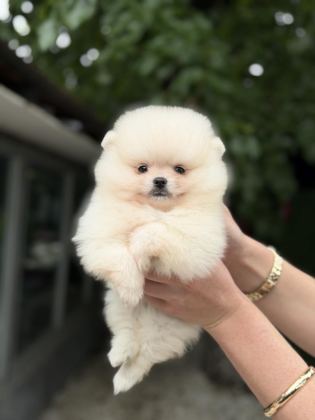 KUSURSUZ KARBEYAZ POMERANİAN BOO