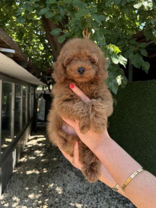 TOY POODLE ERKEK KG GARANTİLİ