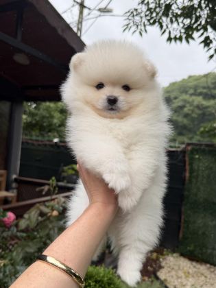 AYI SURAT POMERANİAN BOO