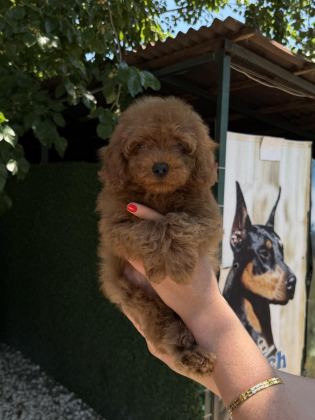 TOY POODLE ERKEK KG GARANTİLİ