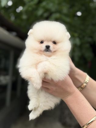 KUSURSUZ KARBEYAZ POMERANİAN BOO