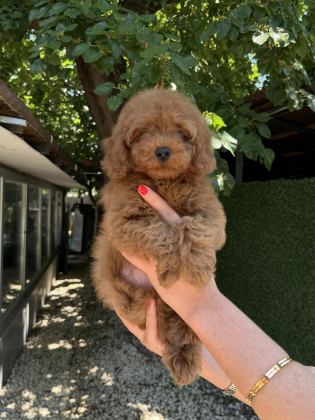 TOY POODLE ERKEK KG GARANTİLİ