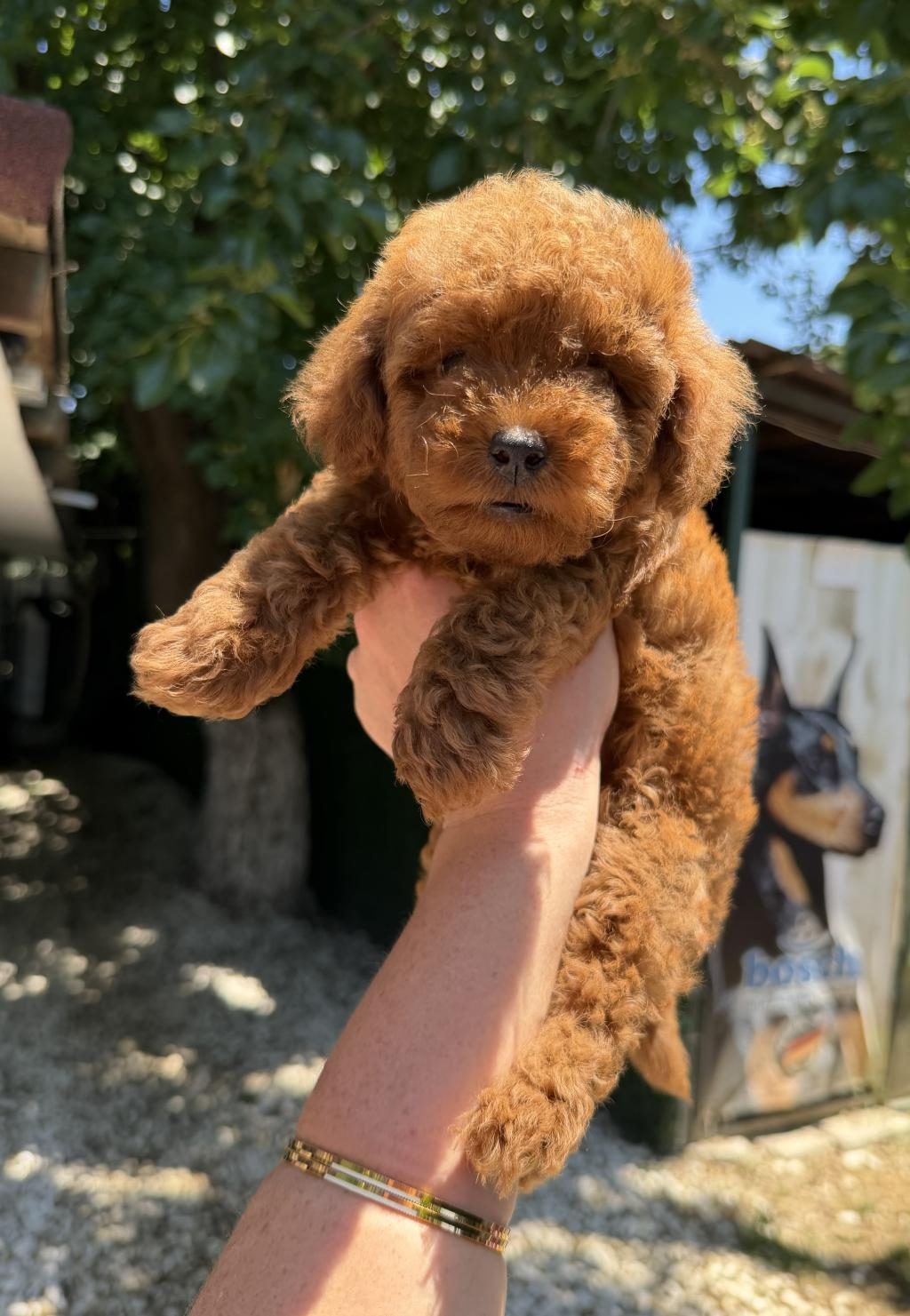KİLOGRAM GARANTİLİ MİCRO TOY POODLE