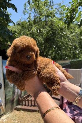KİLOGRAM GARANTİLİ MİCRO TOY POODLE