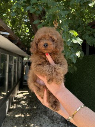 TOY POODLE ERKEK KG GARANTİLİ