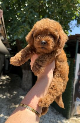 KİLOGRAM GARANTİLİ MİCRO TOY POODLE