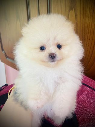 POMERANİAN AYI SURAT BEBEKLER