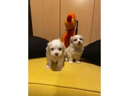 EN GÜZEL HEDİYENİZ MALTİPOO BEBEKLERİMİZ