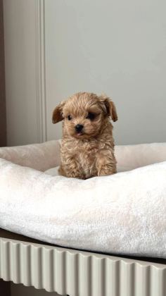 Malti̇poo Ci̇nsi̇ Yavrular Ev Üreti̇mi̇
