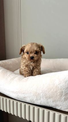 Malti̇poo Ci̇nsi̇ Yavrular Ev Üreti̇mi̇