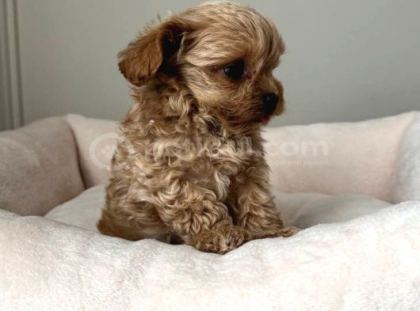 Malti̇poo Ci̇nsi̇ Yavrular Ev Üreti̇mi̇