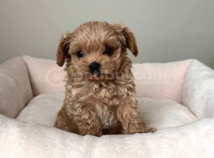 Malti̇poo Ci̇nsi̇ Yavrular Ev Üreti̇mi̇