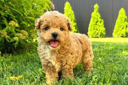 Kahve Tonlu Mini Boy Puppy Sevimli Yavrular Malti̇po Ci̇nsi̇
