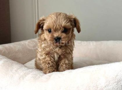 Malti̇poo Ci̇nsi̇ Yavrular Ev Üreti̇mi̇