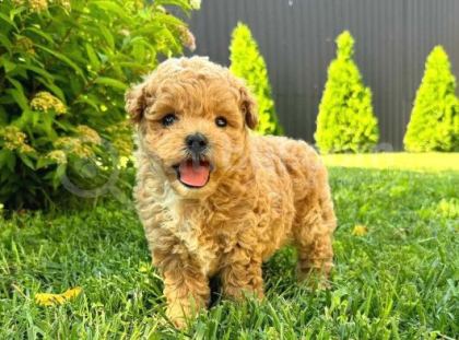 Kahve Tonlu Mini Boy Puppy Sevimli Yavrular Malti̇po Ci̇nsi̇
