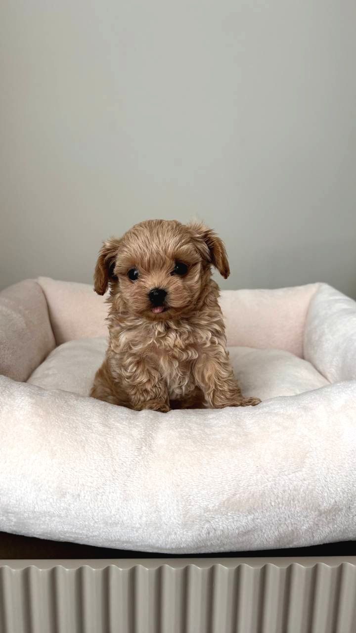 Malti̇poo Ci̇nsi̇ Yavrular Ev Üreti̇mi̇