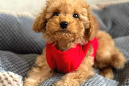 Kahve Tonlu Mini Boy Puppy Sevimli Yavrular Malti̇po Ci̇nsi̇