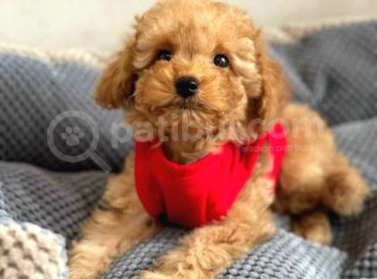 Kahve Tonlu Mini Boy Puppy Sevimli Yavrular Malti̇po Ci̇nsi̇