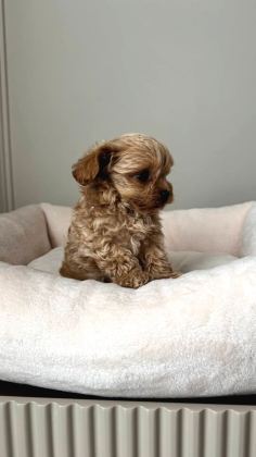 Malti̇poo Ci̇nsi̇ Yavrular Ev Üreti̇mi̇