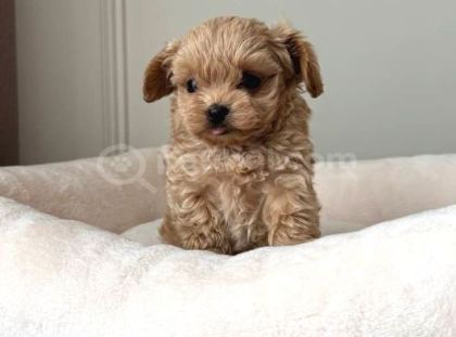 Malti̇poo Ci̇nsi̇ Yavrular Ev Üreti̇mi̇