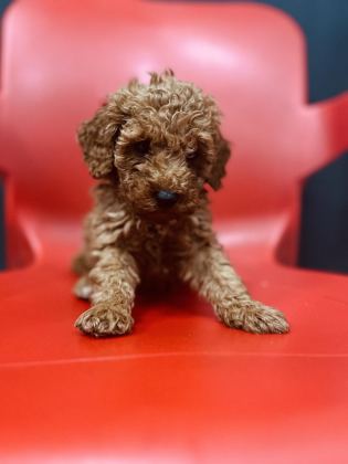 ÖMÜRLÜK YUVA ARAYAN KIVIRCIK TOY POODLE KARDEŞLER